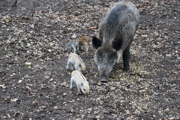 Im Wildschweingatter auf dem Hülser Berg quiekt es nun ganz besonders. Foto: Stadt Krefeld, Presse und Kommunikation
