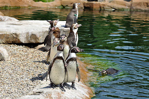 Humboldt Pinguine am Giesstrand im Krefelder Zoo. Bild: © Krefelder Zoo, Vera Gorissen