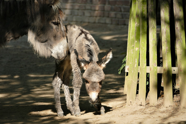 Eselstute Christa mit Fohlen Chalisa
Foto: Zoo Krefeld