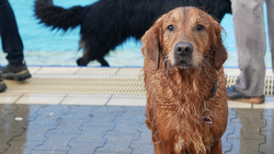Hundeschwimmen im Bockumer Freibad.Bild: Stadt Krefeld, Sport- und Sportförderung