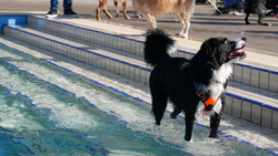 Hundeschwimmen im Bockumer Freibad.Bild: Stadt Krefeld, Sport- und Sportförderung