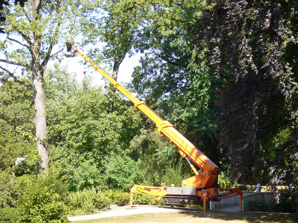 Bild von Baumpflegearbeiten mit einem Hubsteiger