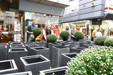 60 einheitlich bepflanzte, 80 Zentimeter hohe anthrazitfarbene Pflanzkübel schmücken jetzt die Geschäftseingänge von 30 Händlern auf der Rheinstraße. Foto: Stadt Krefeld, Presse und Kommunikation