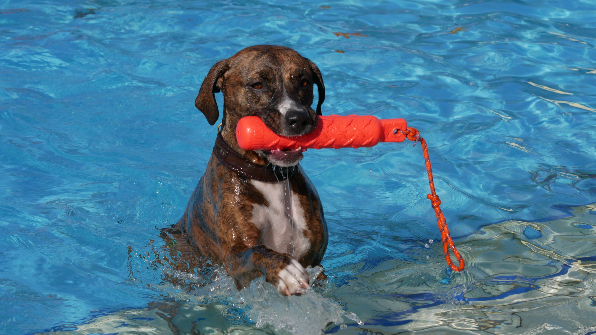 Hundeschwimmen im Bockumer Freibad. Bild: Stadt Krefeld, Sport- und Sportförderung
