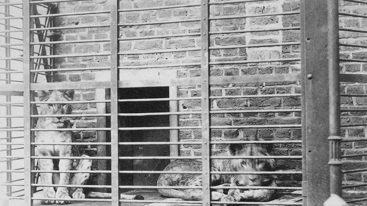 Die beiden Löwen im Alten Tiergarten. Foto: Stadt Krefeld, Stadtarchiv