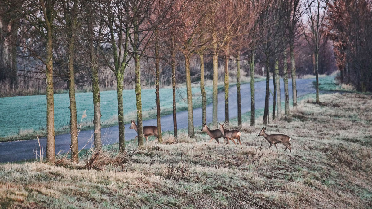 In Krefeld kann es an vielen Stellen zu Wildwechseln - und dadurch zu Wildunfällen - kommen. Foto: Hans Benn / Pixabay