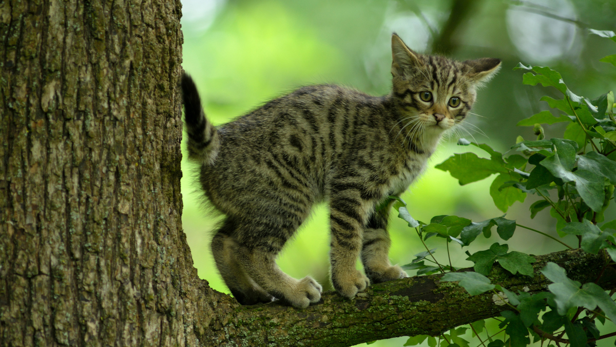 Junge Wildkatze im Baum aufgenommen im Wildpark Bad Mergentheim. Foto: Thomas Stephan BUND