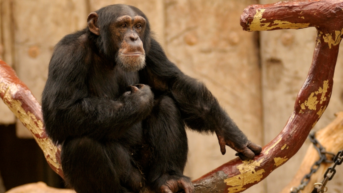Die nach dem Affenhausbrand überlebenden Schimpansen Bally und Limbo bleiben im Krefelder Zoo.  Foto: Zoo Krefeld, Hella Hallmann