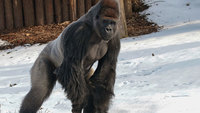 Gorillamann Kidogo erkundet das verschneite Außengehege.Foto: Zoo Krefeld, Petra Rüffer