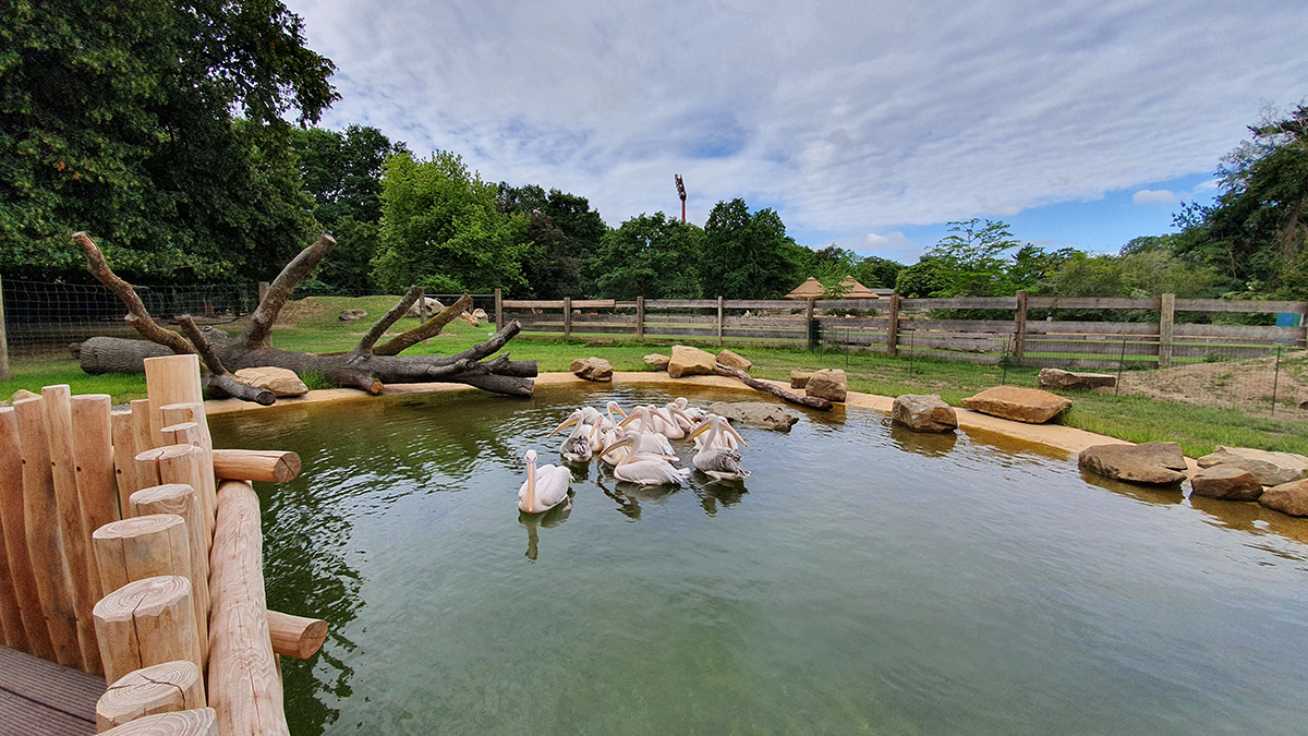Die Pelikane im Krefelder Zoo haben ihr neues Quartier bezogen. Foto: Zoo Krefeld